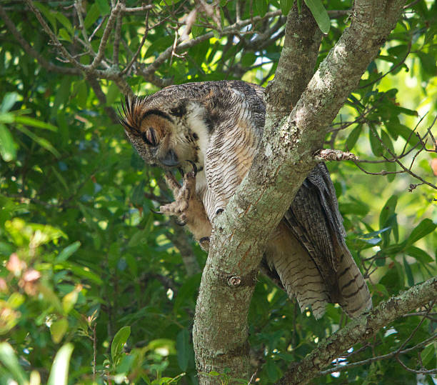 istock Great Horned Owl Scratching Face 174198386