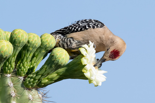 Gila Woodpecker at nesting site