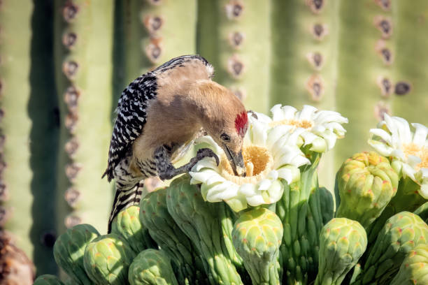 Gila Woodpecker Gila Woodpecker at nesting site sonoran desert stock pictures, royalty-free photos & images