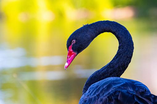 Black swan (Cygnus atratus) swimming in a lake with beautiful reflections.