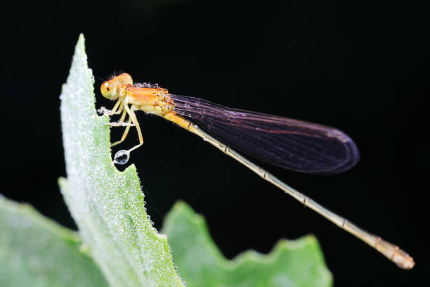 Damselflies perch on green leaves