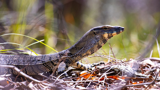 common unique large reptiles found in Australia
