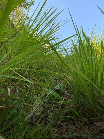 Grass is a monocotyledonous plant that has narrow, tapering leaves that grow from the base of the stem