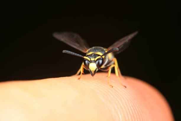 Adult Ichneumonid Wasp of the Superfamily Ichneumonoidea