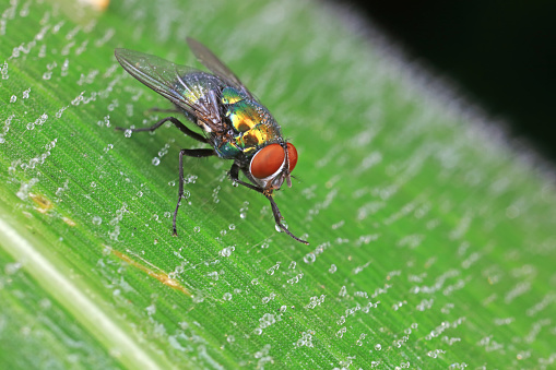 Flies on plants in the nature, North China Plain