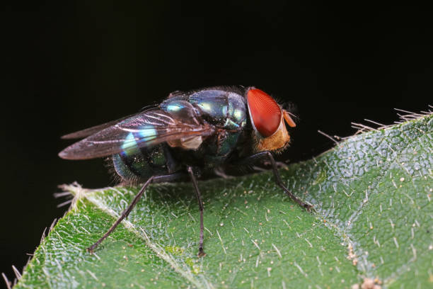 istock Flies on plants in the nature, North China Plain 1742021062