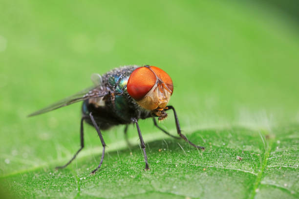 istock Flies on plants in the nature, North China Plain 1742021065