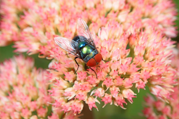 Fly on flower,Eifel,Germany.