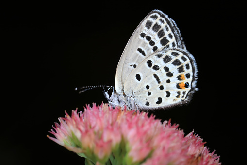 Lepidoptera insect on wild plants, North China