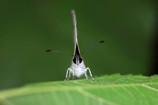 Lepidoptera insect on wild plants, North China