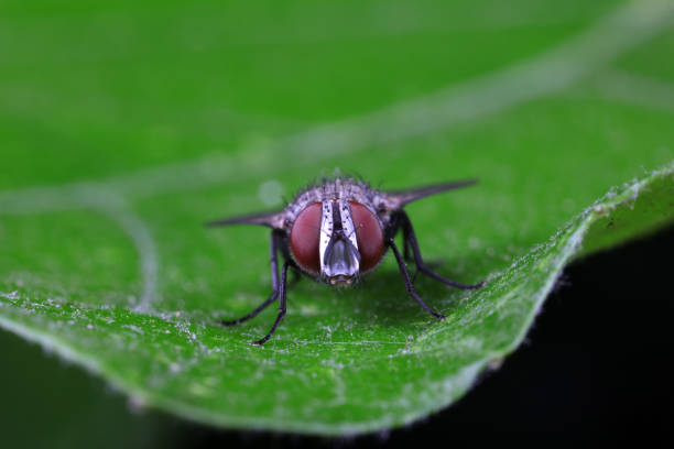 Macro Photo of Horse Fly - Tabanus  - 9 Images Staking