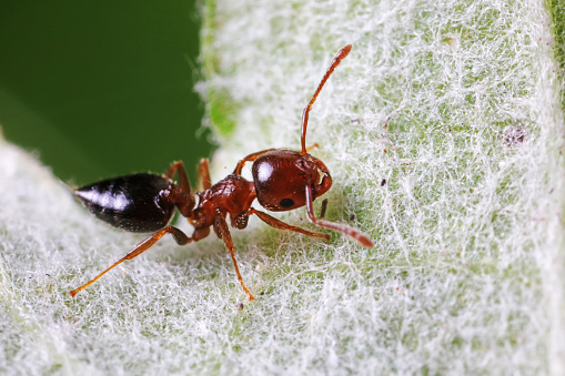 Ants on wild plants, North China