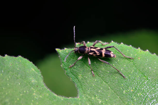 owady cerambycidae zamieszkują dzikie rośliny w północnych chinach - cerambycidae zdjęcia i obrazy z banku zdjęć