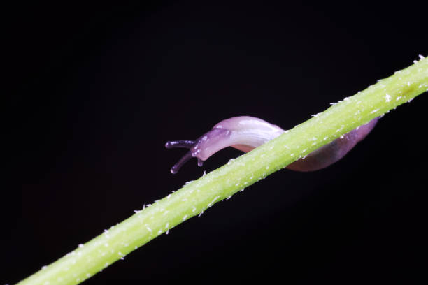 snail, snail on the grass, grass, snails, nature, animal, horizontal,