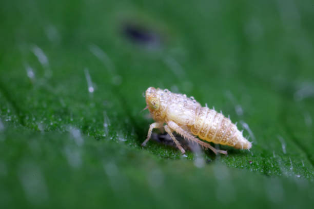 istock Leafhopper on wild plant, North China 1742027700