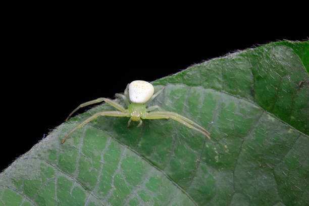 Crabs inhabit wild plants in North China