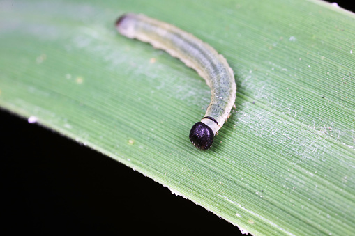 larva performance yoga