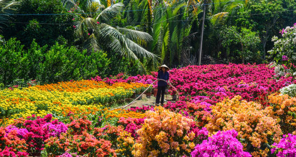 Ben Tre, Vietnam - Jan 31, 2016. Flower field at spring time in Ben Tre, Mekong Delta, Vietnam.