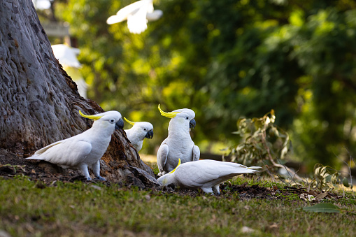 Common parrots in Queensland