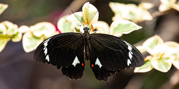 amazing butterflies of australia