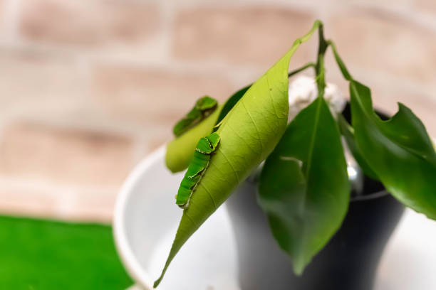 Larva of the blue swallowtail butterfly