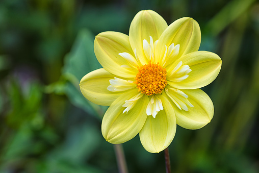 A closeup of a pink dahlia flower