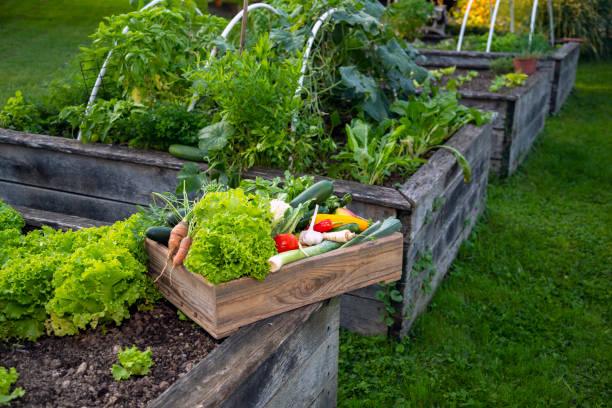 Homegrown Produce stock photo