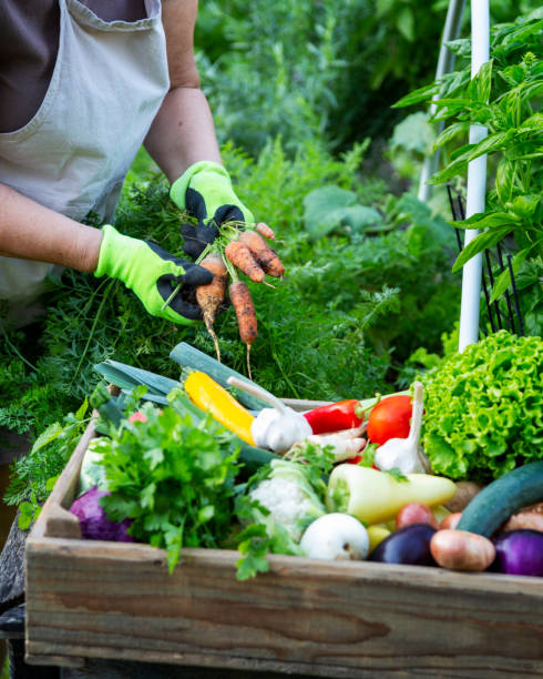 istock Organic garden at summer harvest 1742040169