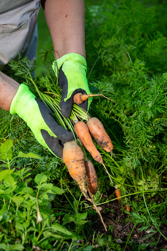 Close-up of hands holding bunch of carrot