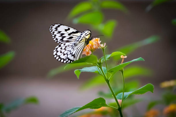 Idea leuconoe sucking nectar from flowers