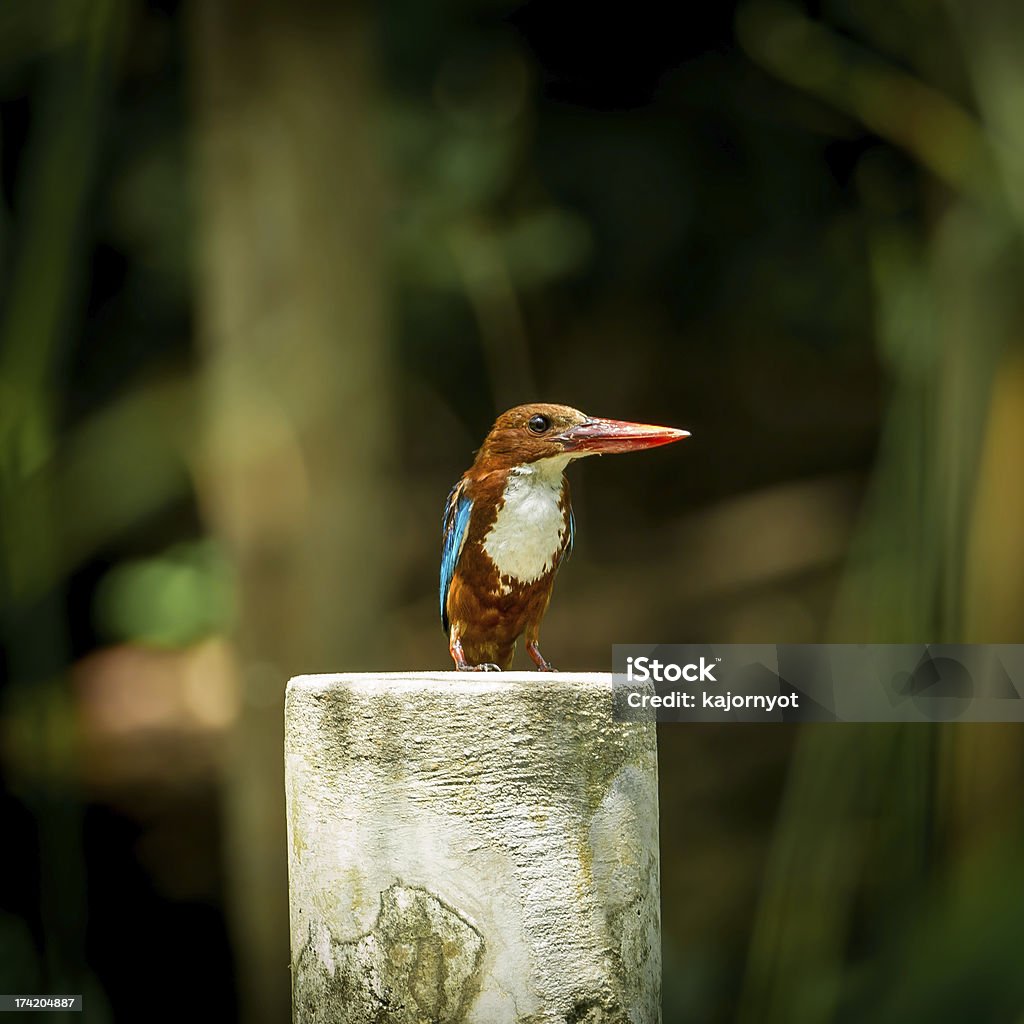 Guarda-rios-de-garganta-branca - Royalty-free Amarelo Foto de stock