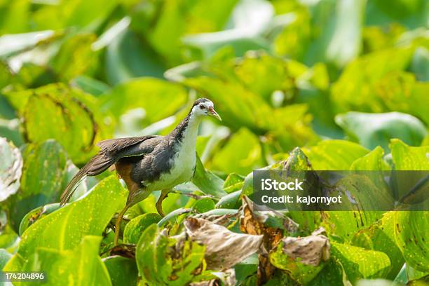 Foto de Whitebreasted Waterhen Bird e mais fotos de stock de Aguapé - Aguapé, Animal, Animal selvagem