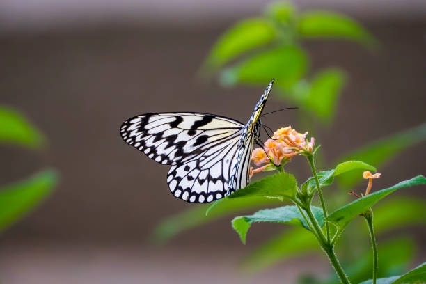 istock Idea leuconoe sucking nectar from flowers 1742050285