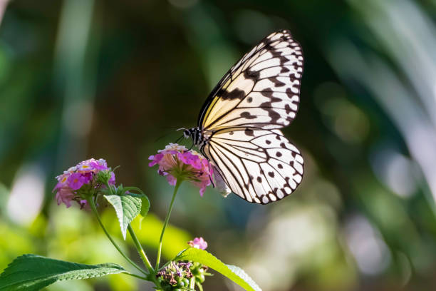 istock Idea leuconoe sucking nectar from flowers 1742050518