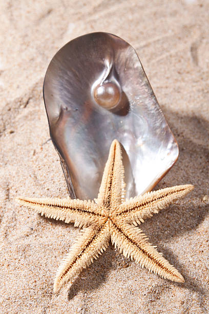 étoile de mer et coquillage en nacre moules - pearl shell starfish beach photos et images de collection