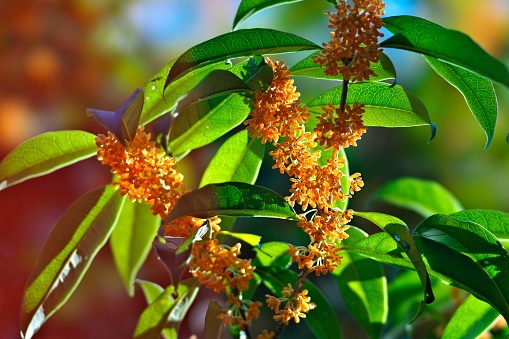 Tokyo, Japan - October 18, 2023: Closeup of Orange Osmanthus or fragrant olives flower