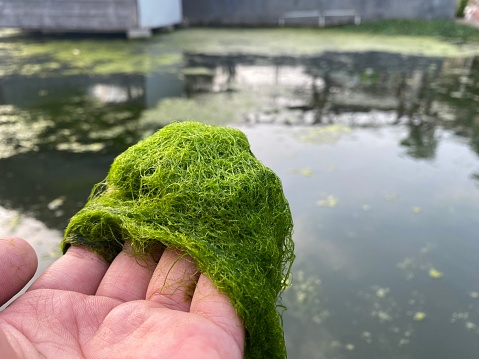 green moss as natural food for fish