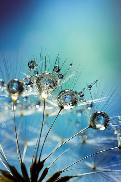 istock Dandelion and Dew - Blue Nature Macro 174205874