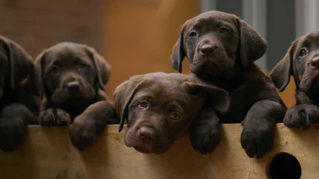 Brown Labrador puppies