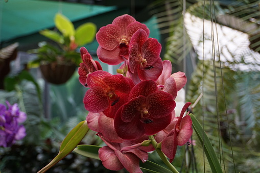 Close-up of flowering red Vanda orchid or V (orchidaceae) in greenhouse in Cairns Botanic Garden, Cairns, Queensland, Australia