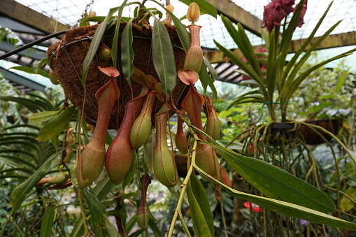 Tropical pitcher plant or monkey cup (nepenthes alata), a carnivorous plant, in greenhouse in Cairns Botanic Garden, Cairns, Queensland, Australia