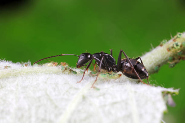 istock Ants on wild plants, North China 1742068720