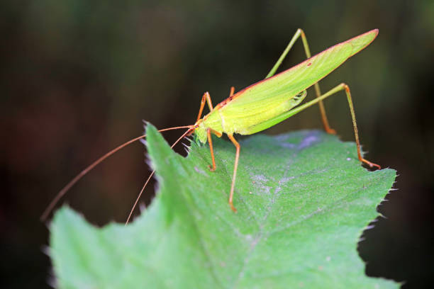 istock Katydids on wild plants, North China 1742068733