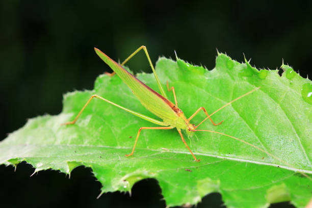 istock Katydids on wild plants, North China 1742068737