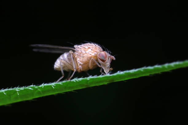 istock Flies on plants in the nature, North China Plain 1742069254