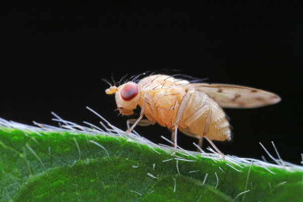 istock Flies on plants in the nature, North China Plain 1742069256