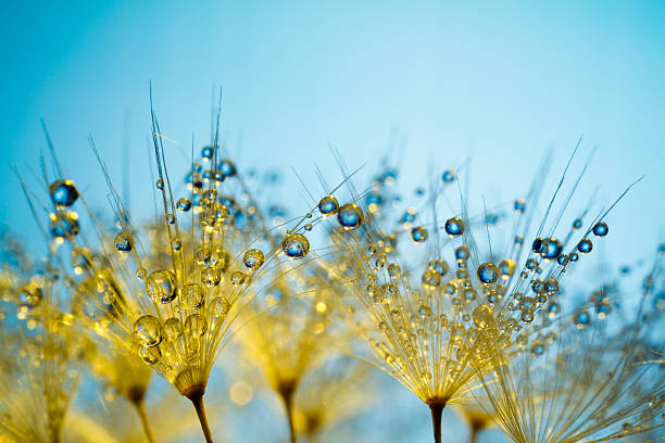 löwenzahn und tau-goldene abstrakte makro - dandelion macro seed nature stock-fotos und bilder