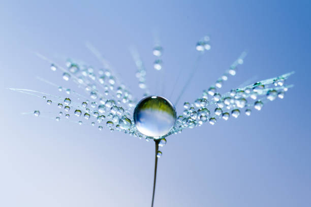 diente de león y cielo azul de condensación de agua abstracto macro - dandelion water flower abstract fotografías e imágenes de stock