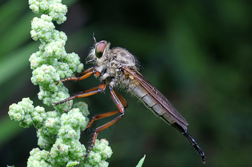 Insectivorous flies live on weeds