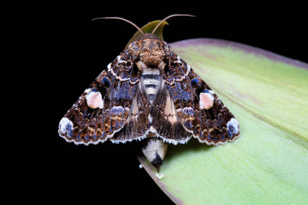 istock Moth insectsclose-up of photo 1742070374